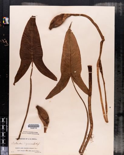 Peltandra virginica