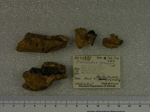 Phenacodus grangeri