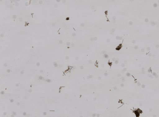 Halichondria panicea