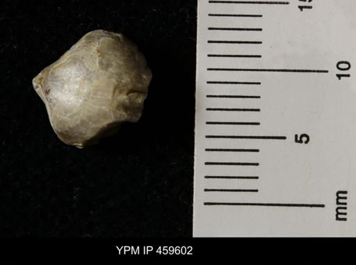 Wellerella delicatula