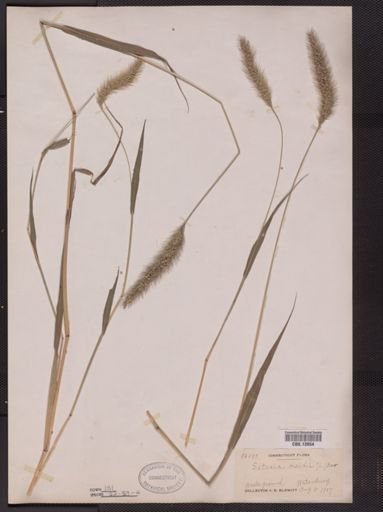 Setaria viridis