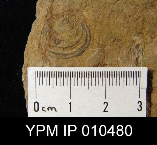 Echinoconchella elegans