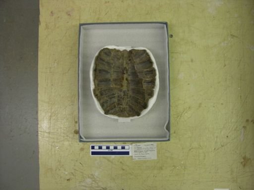 Trionyx sp.