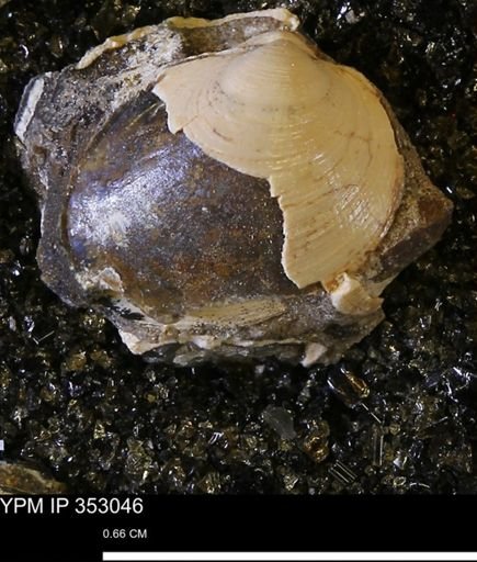 Limopsis striatopunctatus