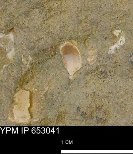 Gastropoda