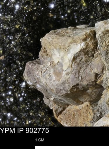 Ammonoidea?