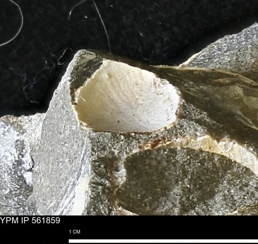undet. Bivalvia