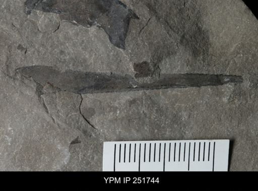 Eurypterus sp.