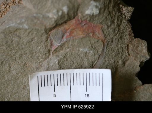 Cothurnocystis sp.