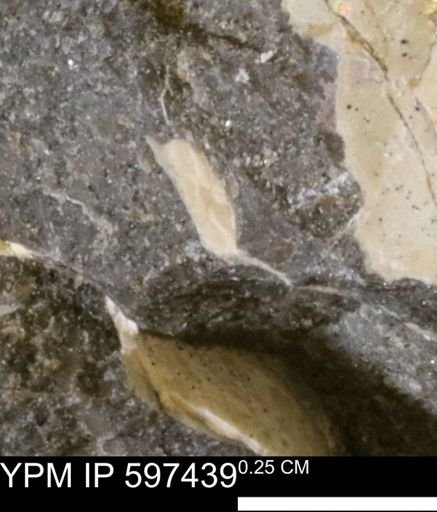 undet. Bivalvia
