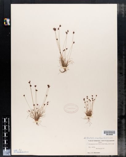 Bulbostylis capillaris