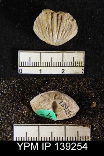 Camerophoria sp.