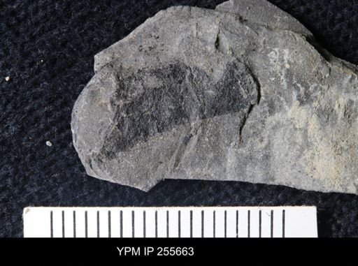 Eurypterida