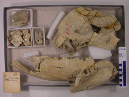 Teleoceras fossiger