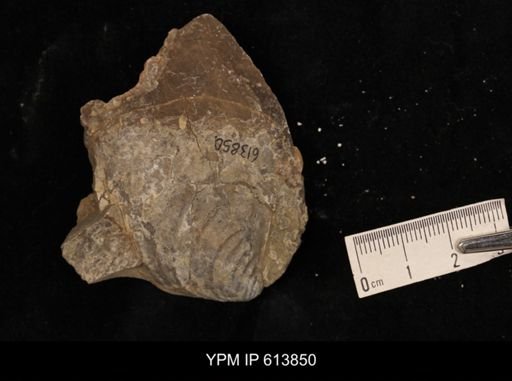 Inoceramus sp.