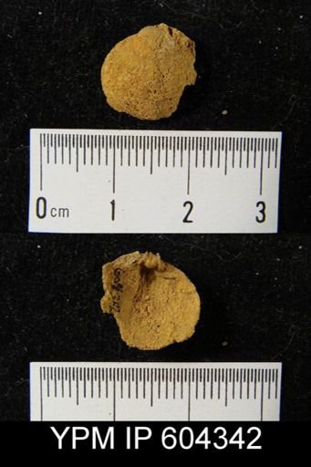 undet. Brachiopoda