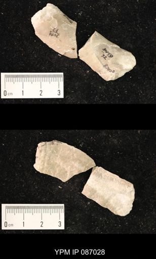 Bucanoceras extensum