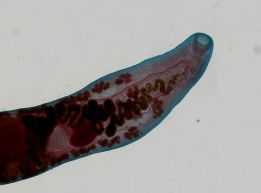 Haematoloechus medioplexus