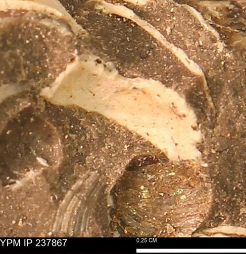 undet. Bivalvia
