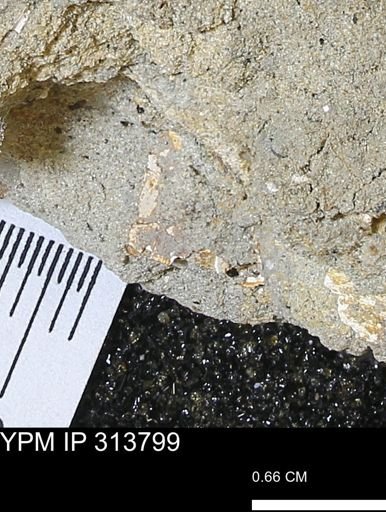 undet. Mollusca
