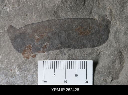 undet. Eurypterida