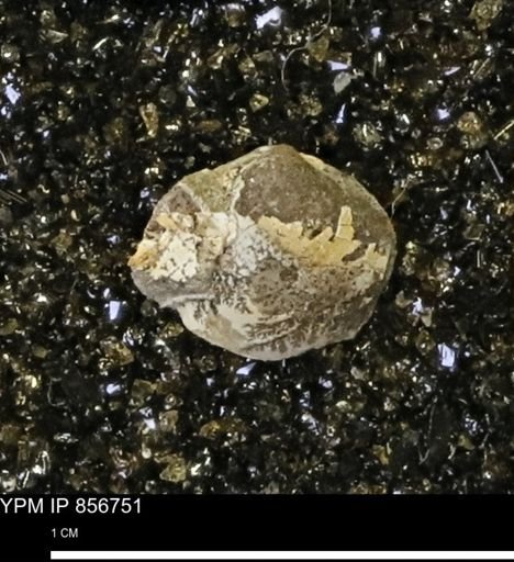 Limopsis striatopunctatus