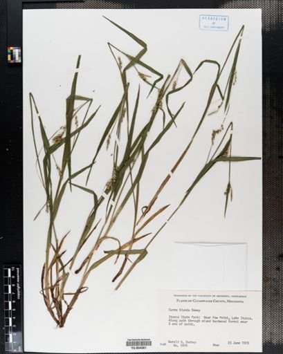 Carex blanda