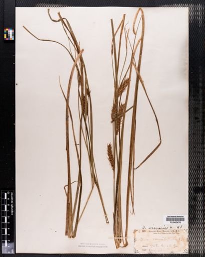 Carex vesicaria