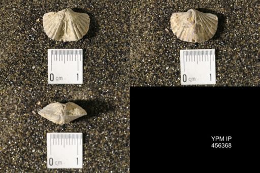 Platystrophia biforata