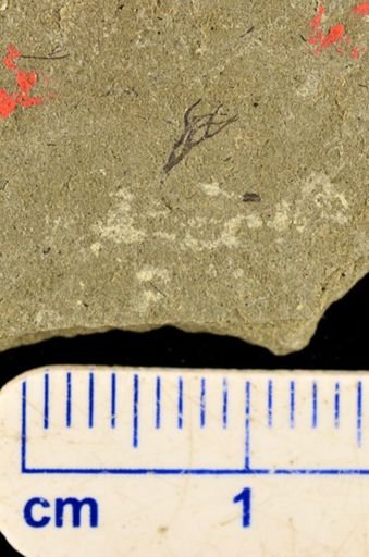 Hostinella sp.
