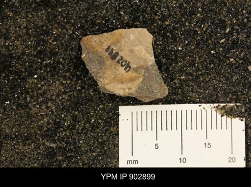 Baculites
