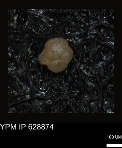 undet. Foraminiferida