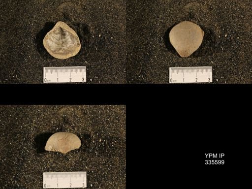 Linoproductus sp.