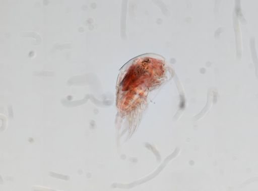 Temora turbinata