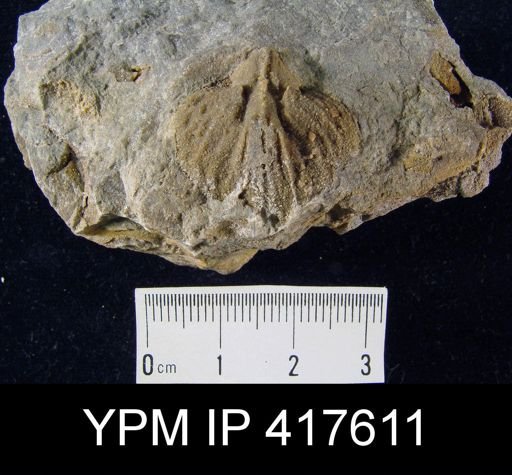 Spirifer sp.
