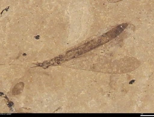 undet. Diptera