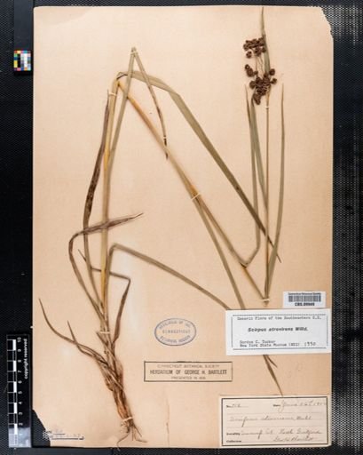 Scirpus atrovirens