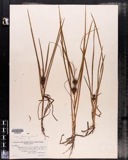 Sparganium chlorocarpum