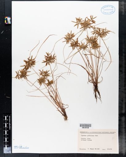 Cyperus filicinus