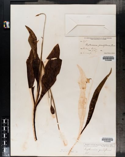 Erythronium