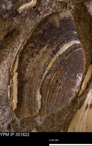 Limopsis striatopunctatus