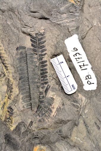 Pecopteris sp.