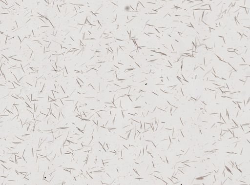 Clathria (Clathria) obliqua