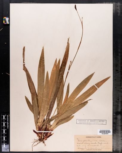 Carex plantaginea