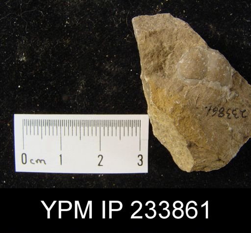 Marginifera splendens