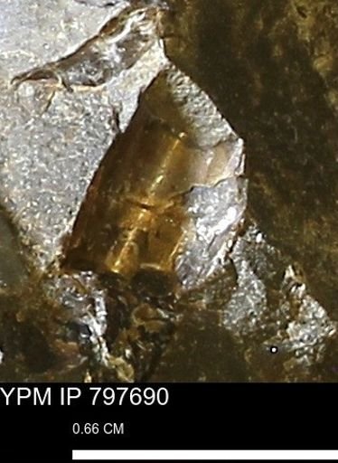 Baculites sp.