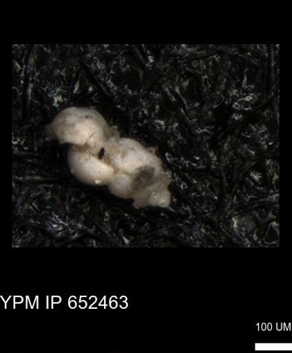 undet. Foraminiferida