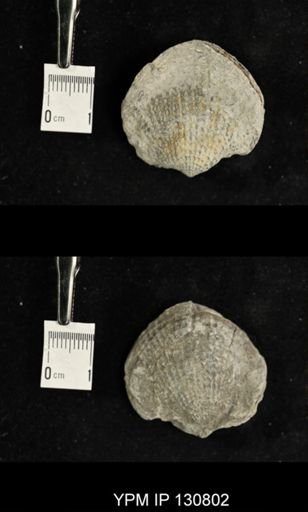 Spinatrypa spinosa