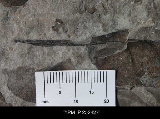 undet. Eurypterida