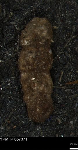 Ammobaculites euides